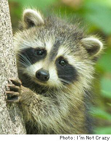 Raccoon.jpg