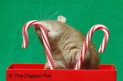 ChristmasRat06.jpg
