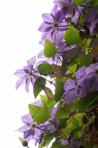 Clematis.jpg
