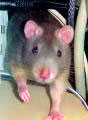 rat.jpg