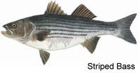 stripedbass.jpg