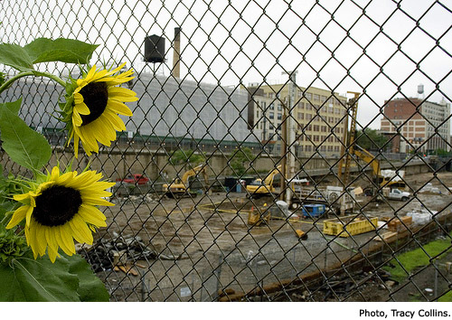 TC-SunflowerYards.jpg